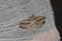 Ecleora solieraria