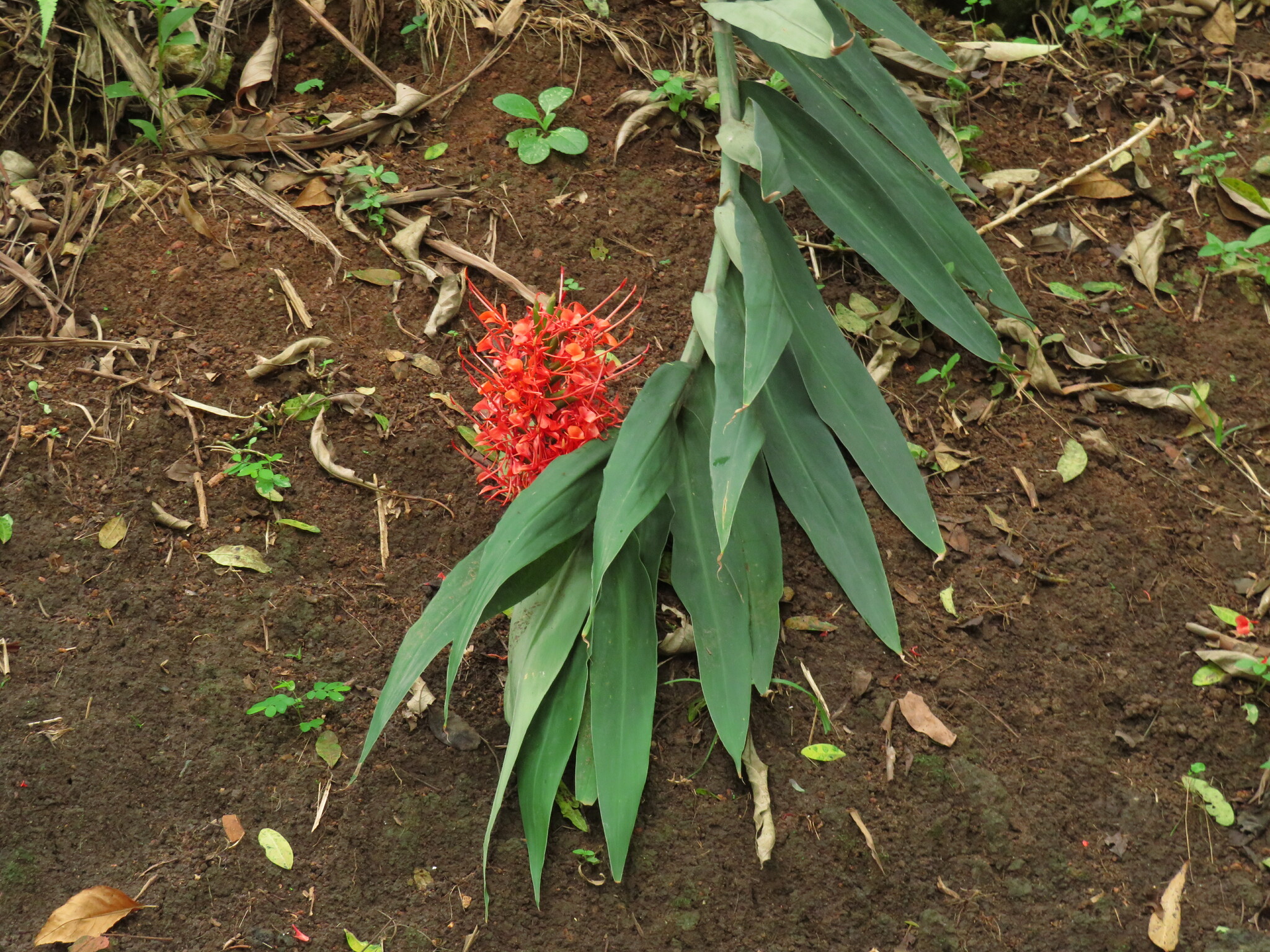 Imagem de Gengibre-vermelho