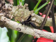 Parachartergus apicalis