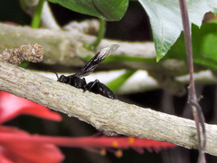 Parachartergus apicalis