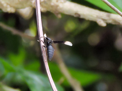 Parachartergus apicalis