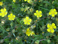 Potentilla verna