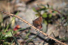 Callophrys mossii