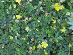 Potentilla verna