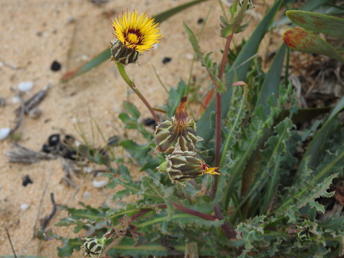 Image of Reichardia gaditana by (c) Duarte Frade, some rights reserved (CC BY)