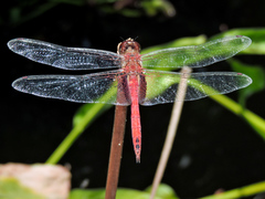 Tramea abdominalis