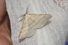 Adactylotis gesticularia