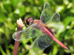 Tramea abdominalis