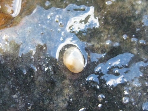 Borniola reniformis