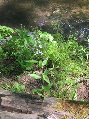 Iodanthus pinnatifidus