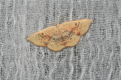 Cyclophora lennigiaria