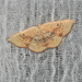 Cyclophora lennigiaria - Photo (c) Purnendu Roy, some rights reserved (CC BY-NC), uploaded by Purnendu Roy