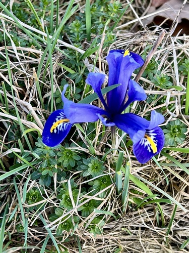 Iris reticulata