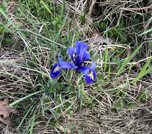 Iris reticulata