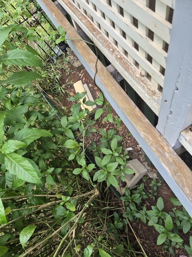 Common Tree Snake sighting