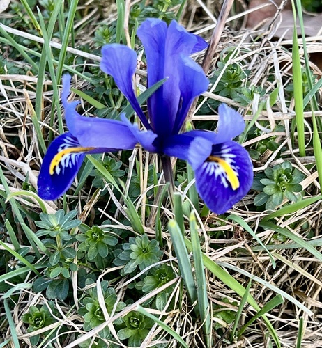 Iris reticulata