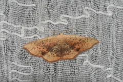 Cyclophora lennigiaria