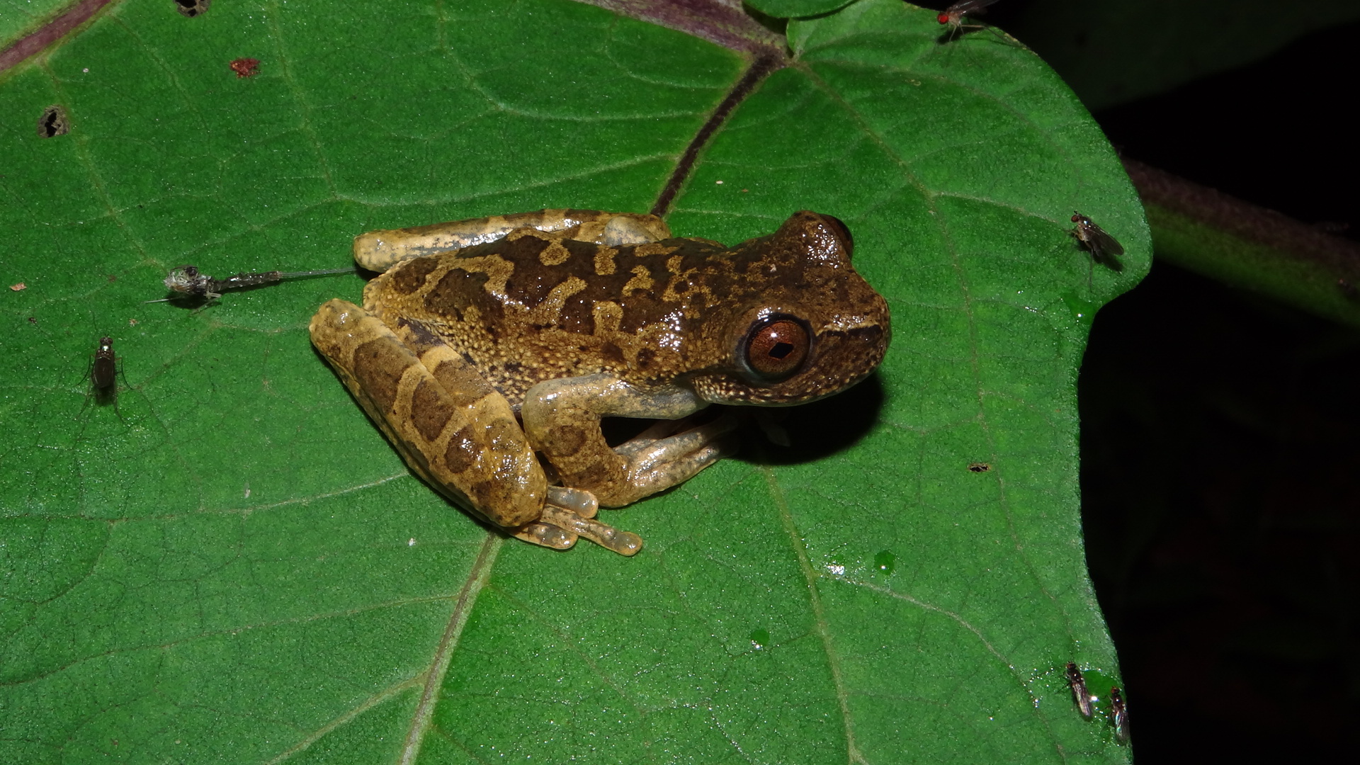 Armed Tree Frog photo 4