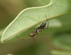 Camponotus vestitus