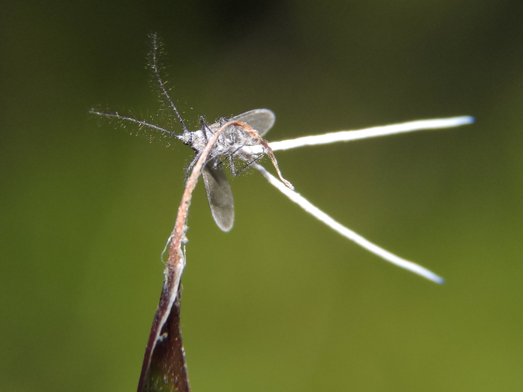 Putoidae