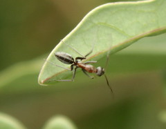 Camponotus vestitus
