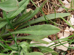 Cynoglottis barrelieri