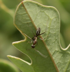 Camponotus vestitus