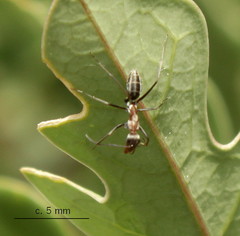 Camponotus vestitus