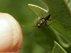 Camponotus vestitus