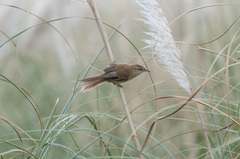 Limnoctites sulphuriferus