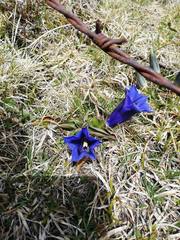 Gentiana acaulis