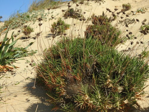 Armeria pungens, photograph 5