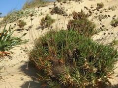 Duarte Frade, CC BY, iNaturalist via GBIF Armeria pungens, photograph Duarte Frade, CC BY, iNaturalist via GBIF