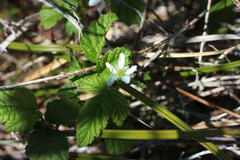 Rubus ursinus macropetalus