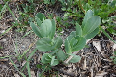 Hylotelephium telephium