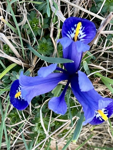 Iris reticulata