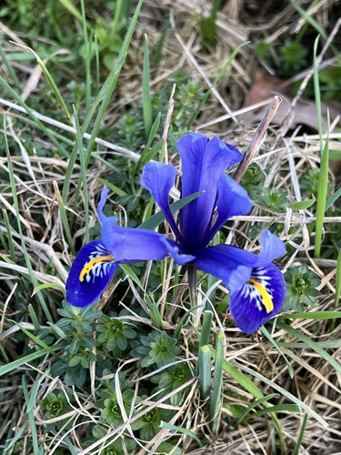 Iris reticulata