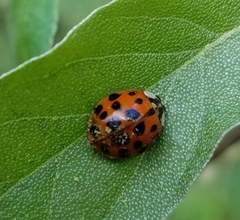 Hesperomyces virescens