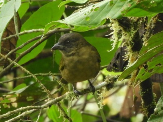 Tangara Verdiamarilla, Bangsia flavovirens
