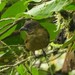 Yellow-green Bush-Tanager - Photo (c) Jeff Harding, some rights reserved (CC BY-NC), uploaded by Jeff Harding