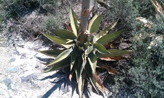 Agave asperrima