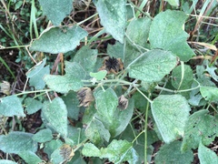 Abutilon berlandieri