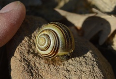 Cepaea hortensis