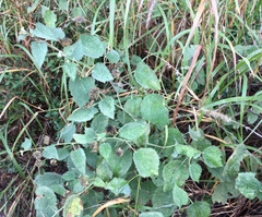 Abutilon berlandieri