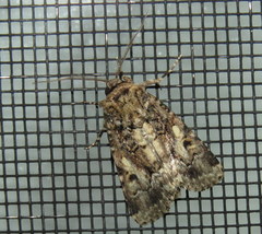 Spodoptera umbraculata