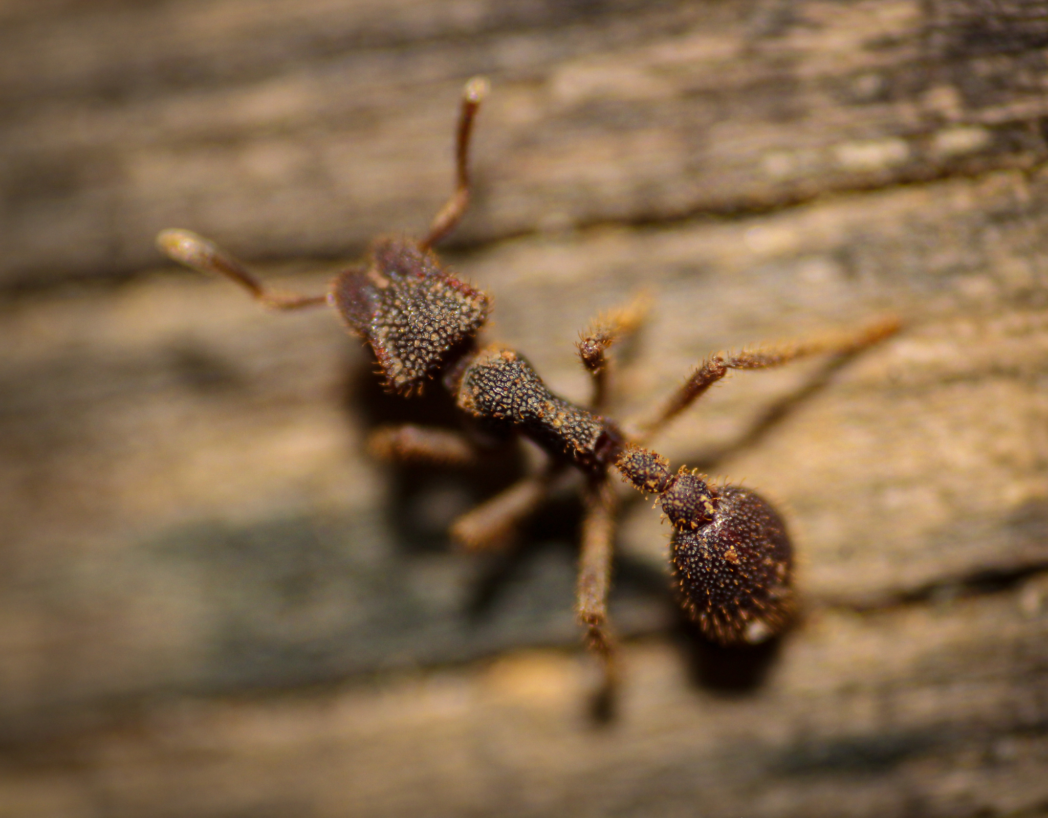 Stegomyrmex olindae