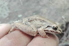Anura