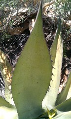 Agave asperrima