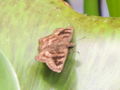 Nisoniades bromias