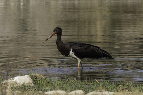 Avistamiento Cigüeña negra (Doñana)